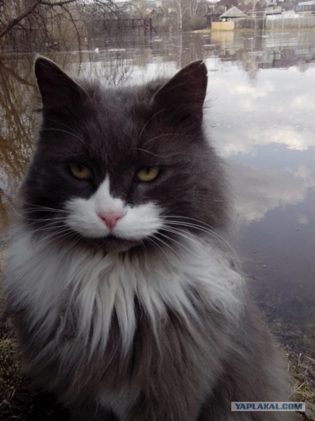 Котовторник 12.12.2017