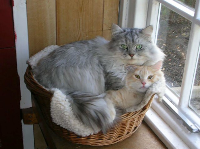 Коты и Кошки