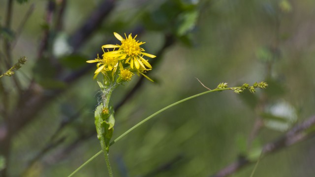 Просто Природа