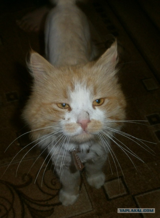 Котовторник 22.05.2018