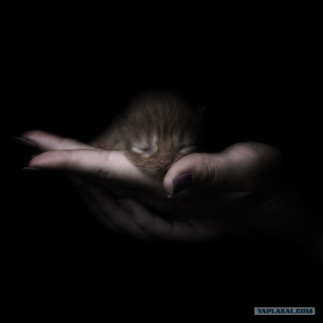 УРРААА ! Котовторник на ЯПлакалъ !
