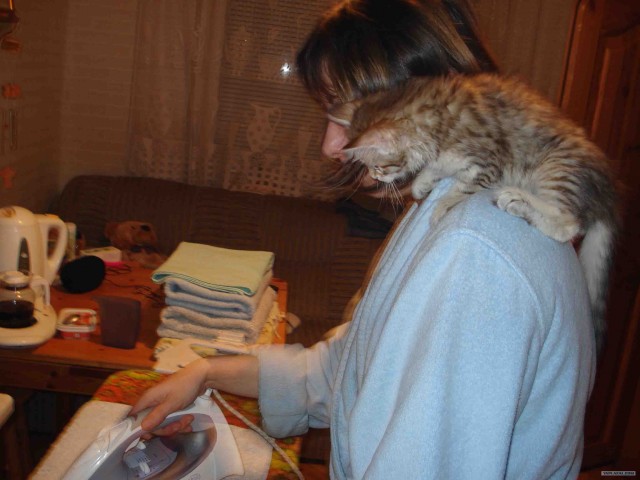Котовторник на вторник! (30.09.2008)