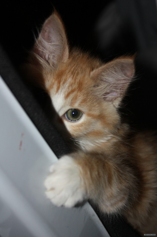 Котовторник (02.06.2009)