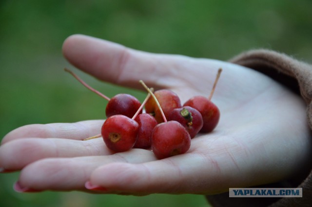 Готовьтесь затянуть пояса: цены на продукты стартовали вверх.