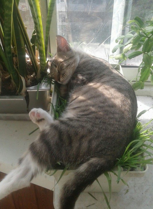 Прикольных котов пост