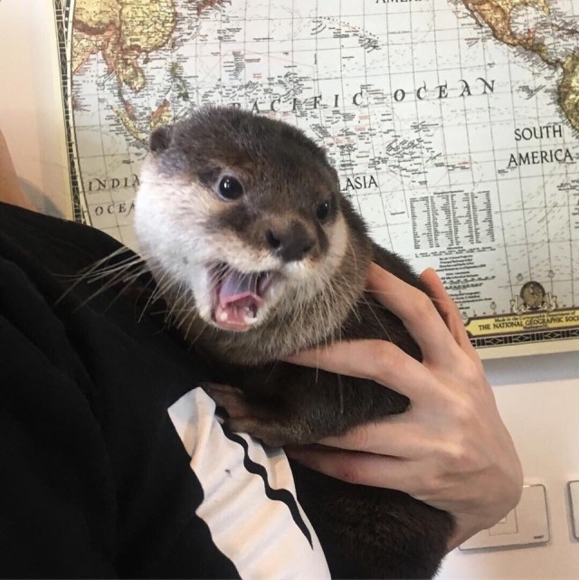 Живность из сети