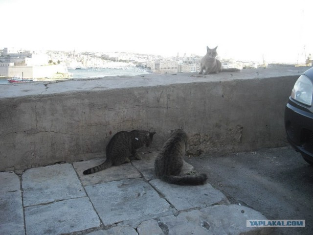 Котовторник начался