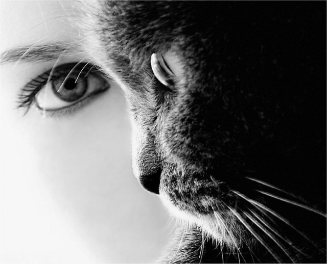 Котовторник стартует