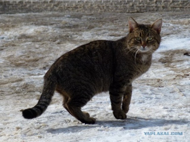 Начинаем котовторник!