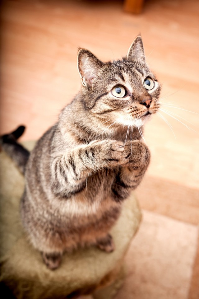 Для чего созданы коты