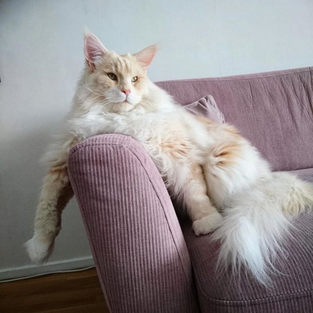 Прикольных котов пост