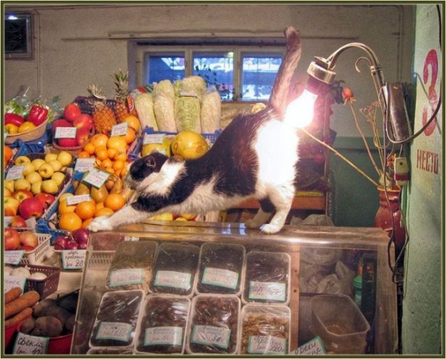 Котовторник!