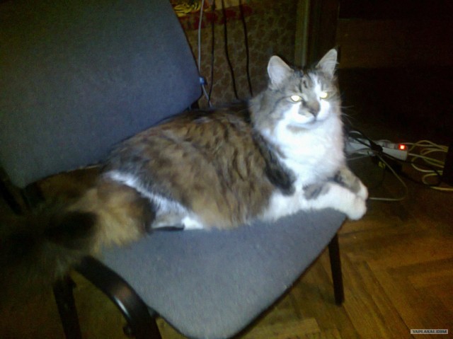 Котовторник (31.01.2012)
