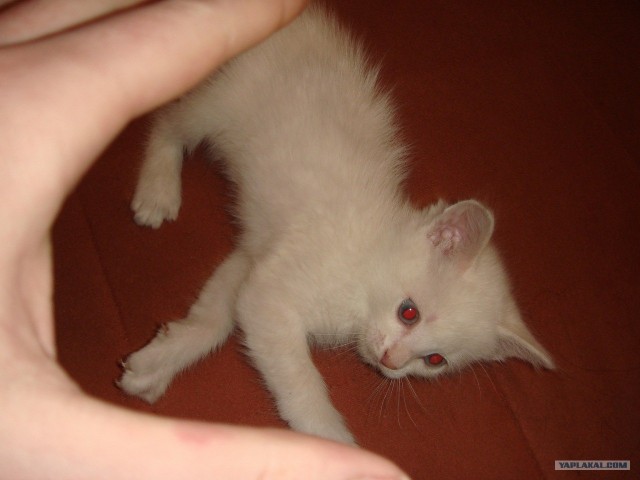Котовторник (07.02.2012)