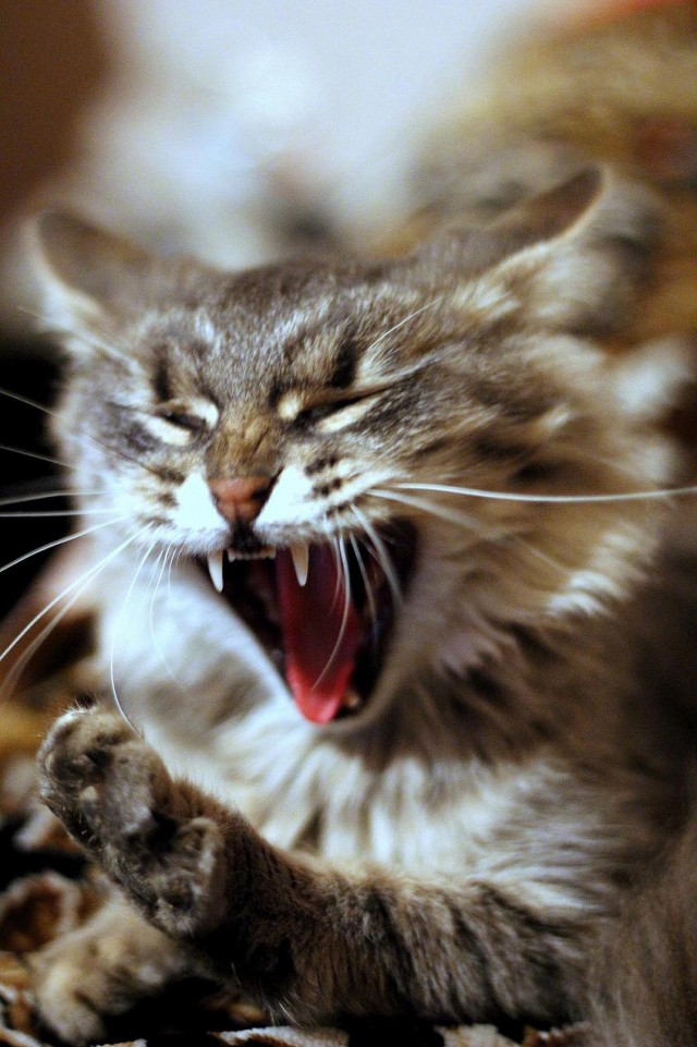Котовторник (21.02.2012)