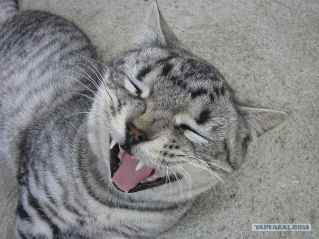 Котовторник 8 мая 2012