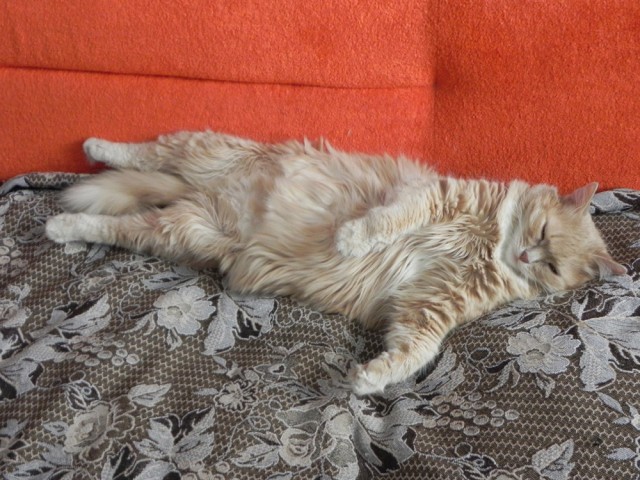Котовторник 29.05.2012