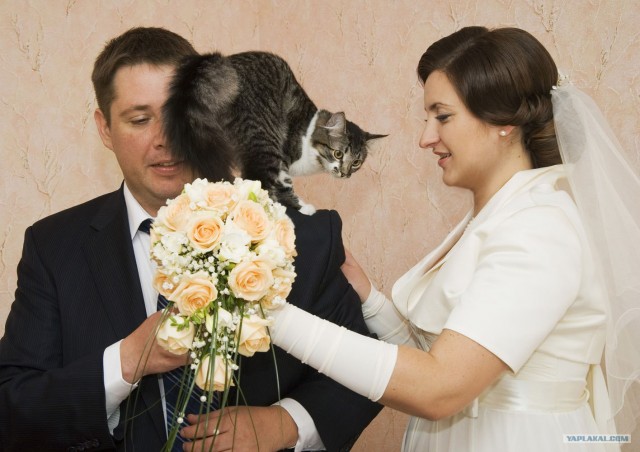 Котовторник 31.07.2012 г.