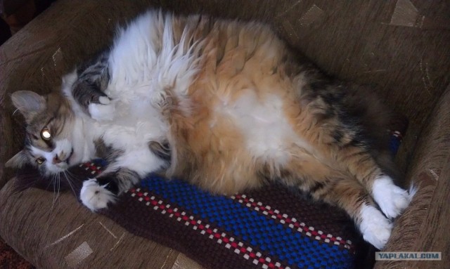 Котовторник  14.08.2012.