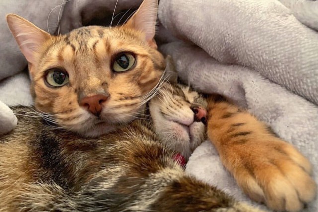 Прикольных котов пост