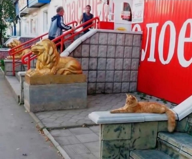 Прикольных котов пост