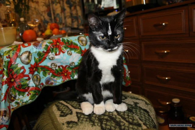 Котовторник 29.01.2013