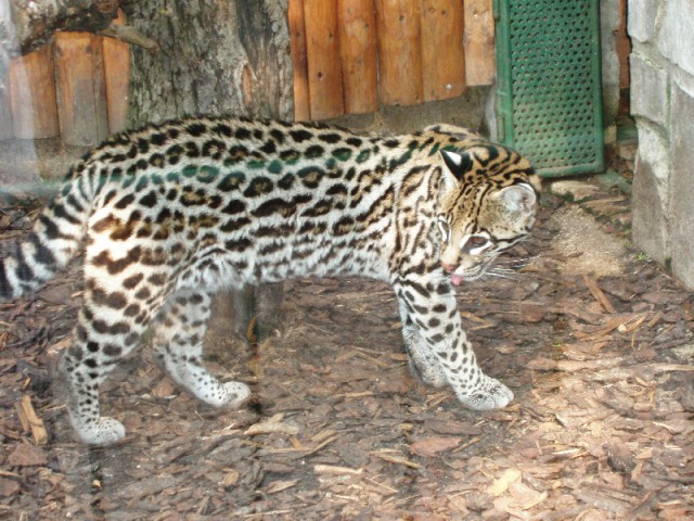 Дикий котовторник