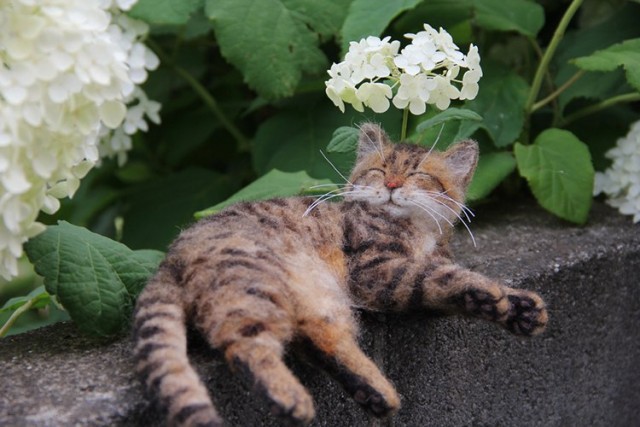 Забавные картинки с котами из сети