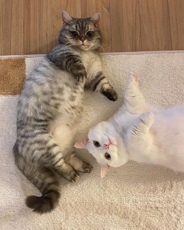 Коты из сети