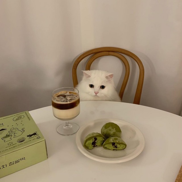 Коты из сети