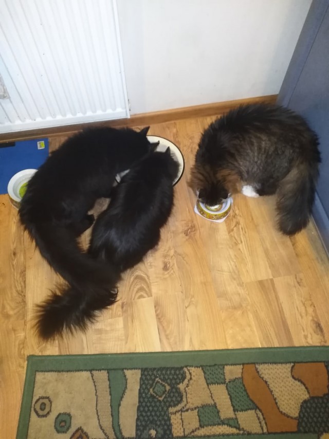 Котофеев пост