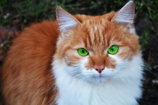 Котофеев пост