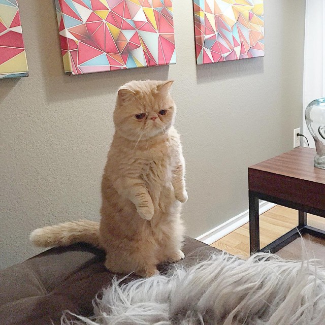 Коты из сети
