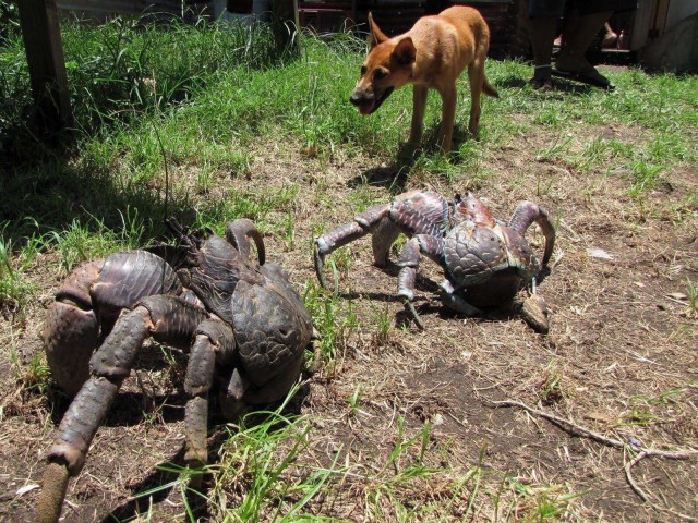 Эти забавные животные