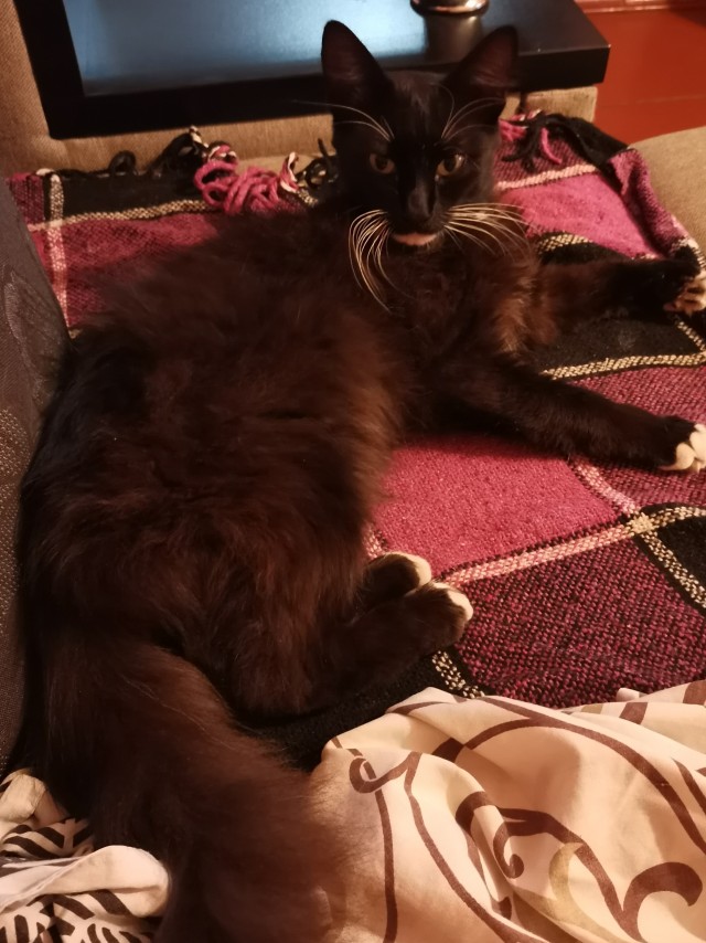 Котовторник