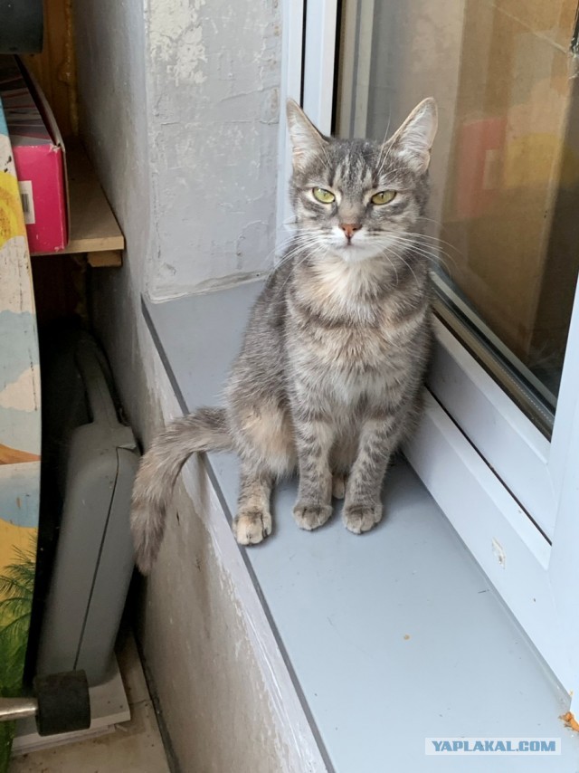 Котовторник же...