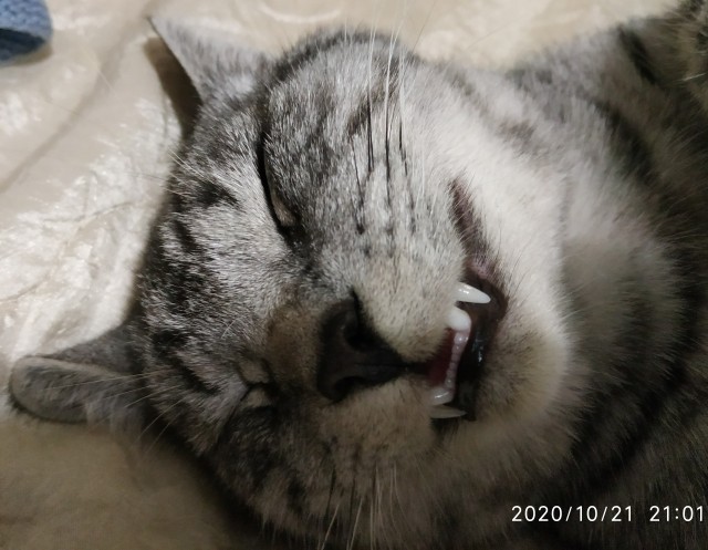 Котовторник. Знакомьтесь, Мася