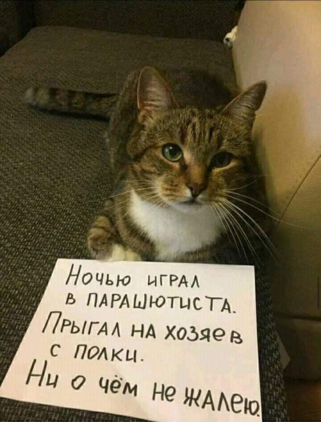 Подборка забавной живности