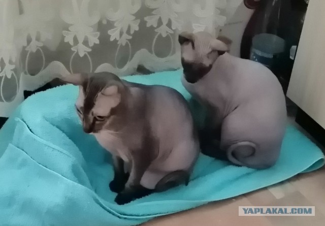 Подборка мёрзнущей лысоты