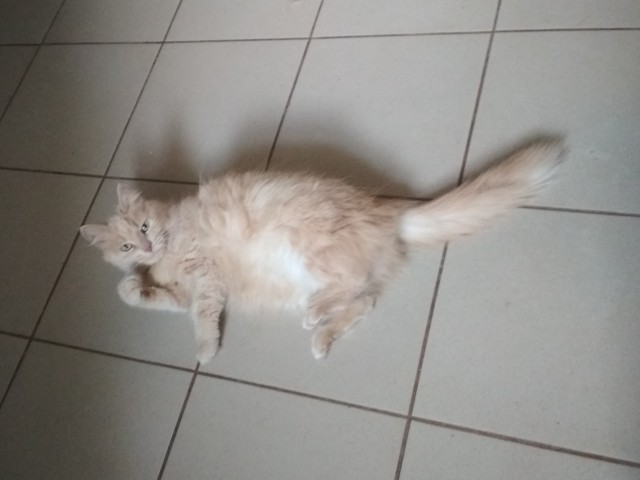 Котовторник!