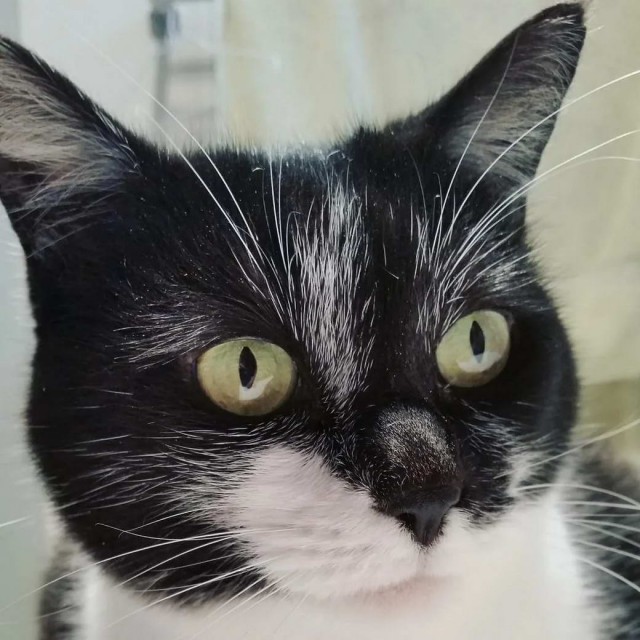 Разные котики