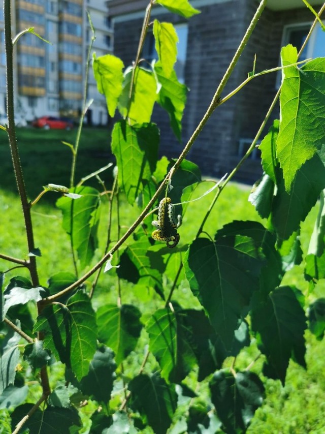Свежая зелень