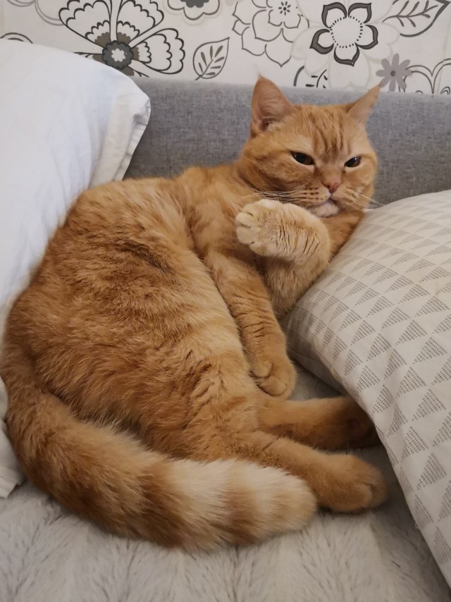 К котовторнику