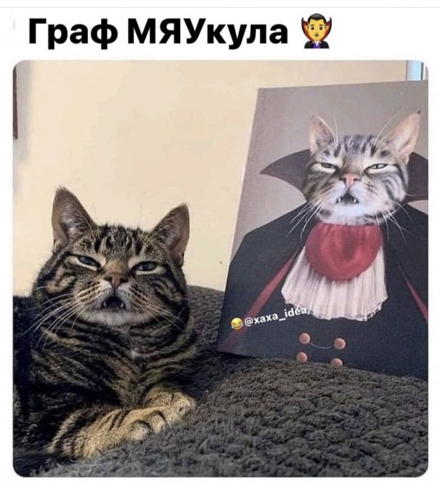 Картинки и мемы для настроения 11.11.2021