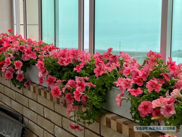 Быстро-вкусно: пирог на сметане с персиками