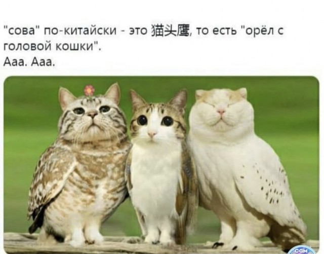 Картинки и мемы для настроения