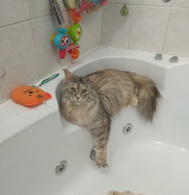 Котовторник. Картинки и буквы 08.02.22
