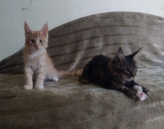 Кошка