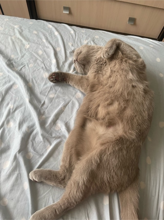 Котовторнику посвящается