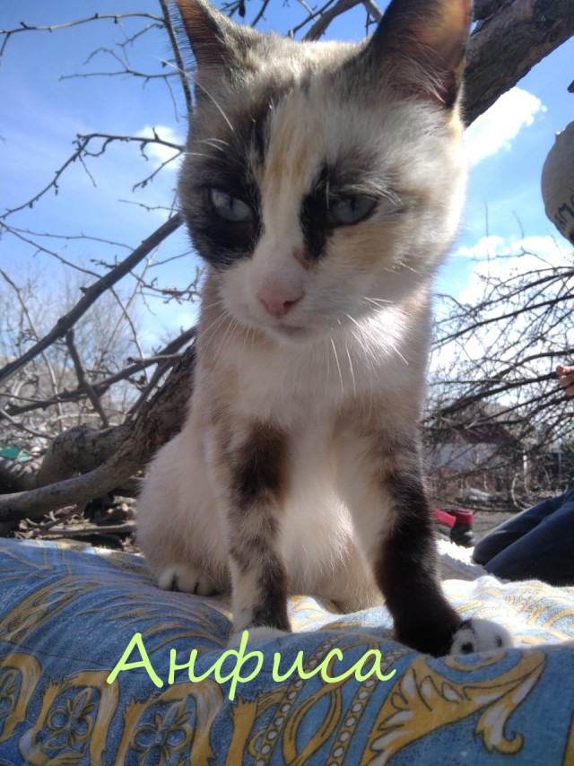 Жизнь домашнего приюта "Котоленд" 331
